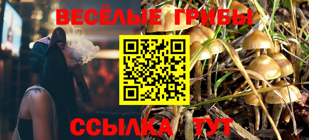 купить наркоту  Вход с VPN  Сальск  Галлюциногенные грибы прущие грибы  Галлюциногенные грибы Psilocybine cubensis 